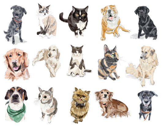 Custom | Pet Portrait